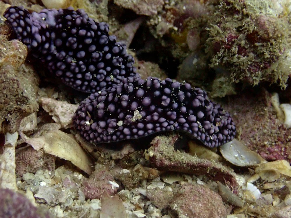薏米痱麟兔、薏米海兔、薏米麟兔、薏仁黑麒麟海兔、痱麟氏、Phyllidiella nigra_痱麟薏米_海富瑜