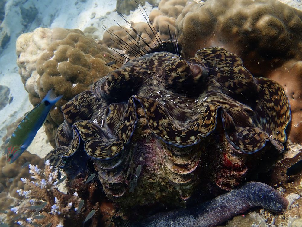 鳞砗磲、Tridacna squamosa_鳞砗磲_海富瑜