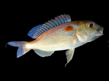 红衫鱼、日本金线鱼、Nemipterus japonicus_日本红衫鱼_海富瑜