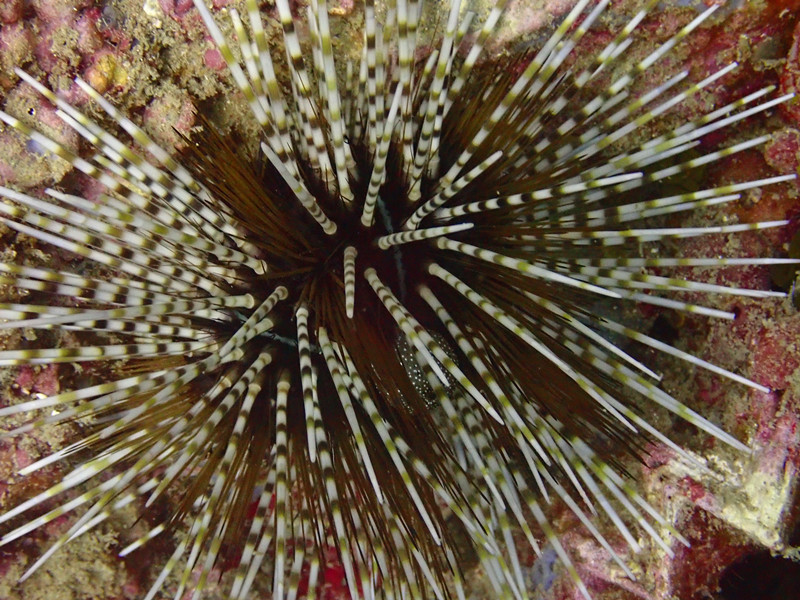 环纹棘海胆、Echinothrix calamaris _环纹刺海胆_海富瑜