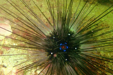 海洋生物_海星海胆海参_魔鬼海胆、长刺海胆_、Diadema setosum_海富瑜