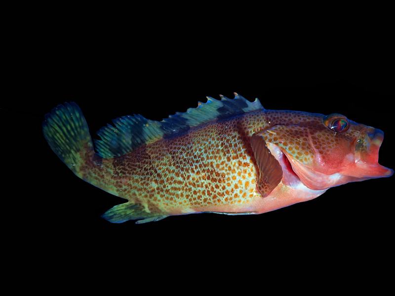 青石斑、泥斑、石丁、Epinephelus awoara_20-12-17三门岛_海富瑜