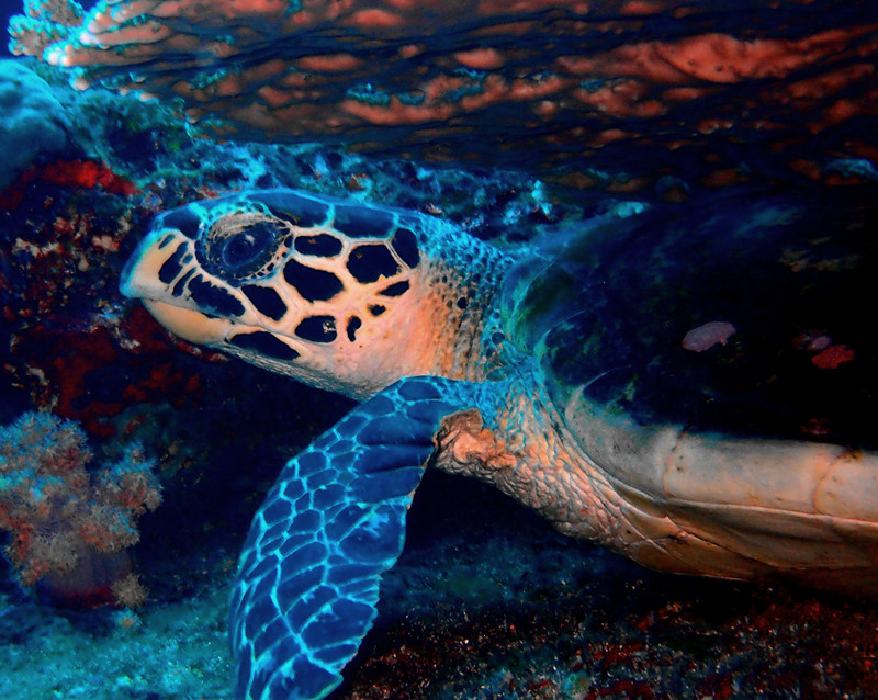 绿海龟、Chelonia mydas_绿海龟_海富瑜