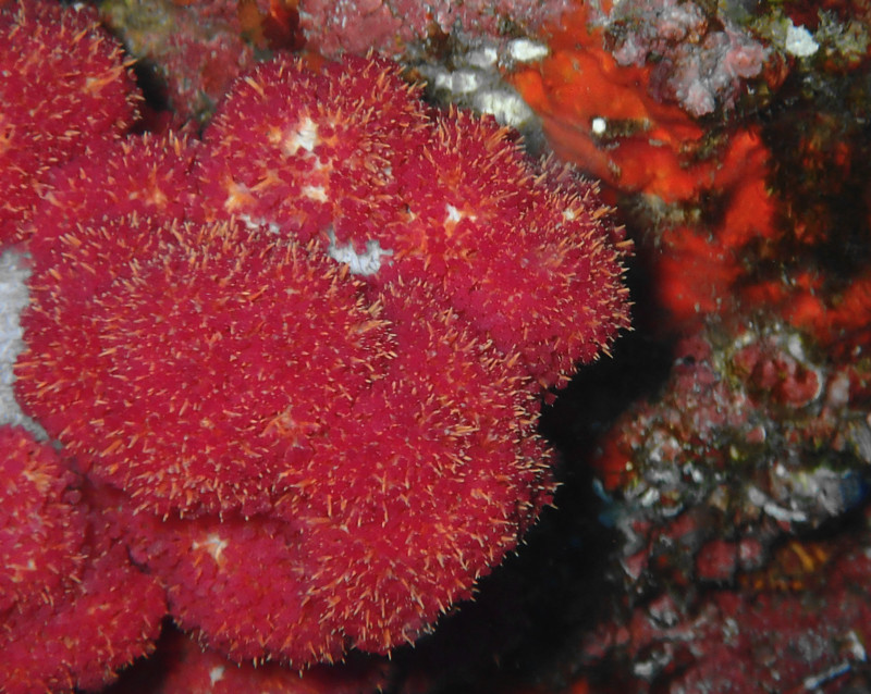 杨梅红玉珊瑚、玉树珊瑚12号、Dendronephthya cervicornis_12.杨梅红_海富瑜