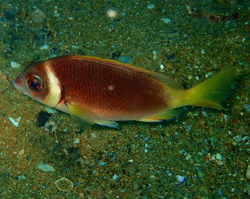 白颈、伏氏眶棘鲈、Scolopsis vosmeri_白颈_海富瑜