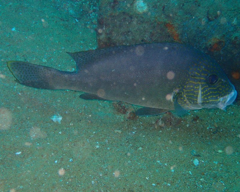 密点少棘胡椒鲷、细鳞、橙点包公、Diagramma picta_海底火车头_海富瑜