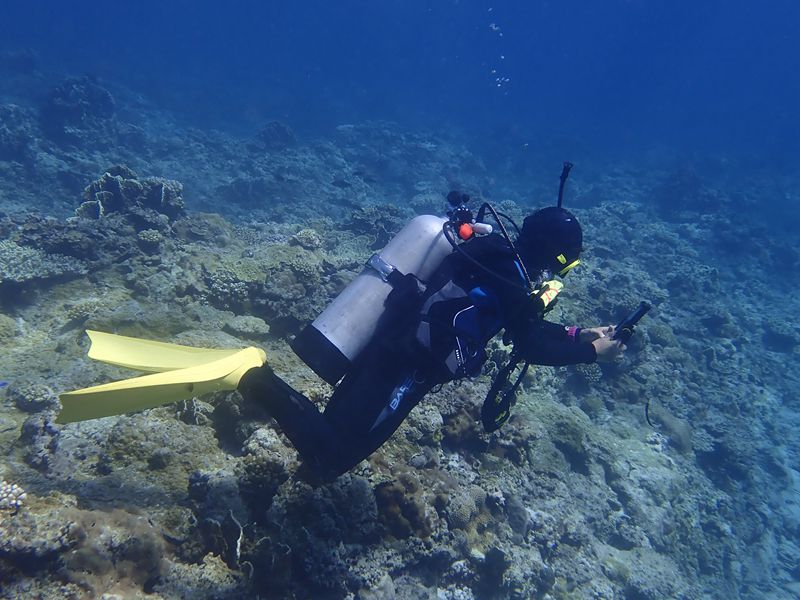 西沙群岛北礁潜水_20.7.7北礁_海富瑜
