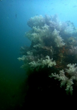 水下景观_17.3.23两潜_海富瑜