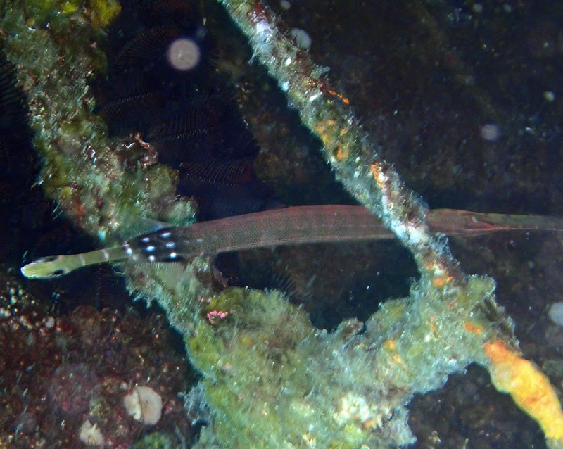 牛鞭鱼、中华管口鱼、Aulostomus chinensis_牛鞭鱼_海富瑜