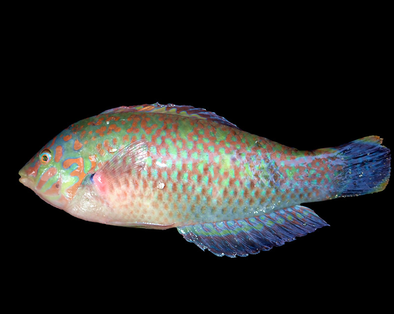 哨牙妹、青衣龙、Halichoeres nigrescens _21-1-6牛奶排_海富瑜