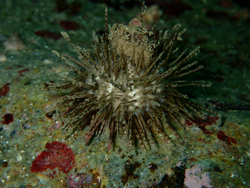 海刺猬、疣海胆、Glyptocidaris crenularis_海刺猬_海富瑜