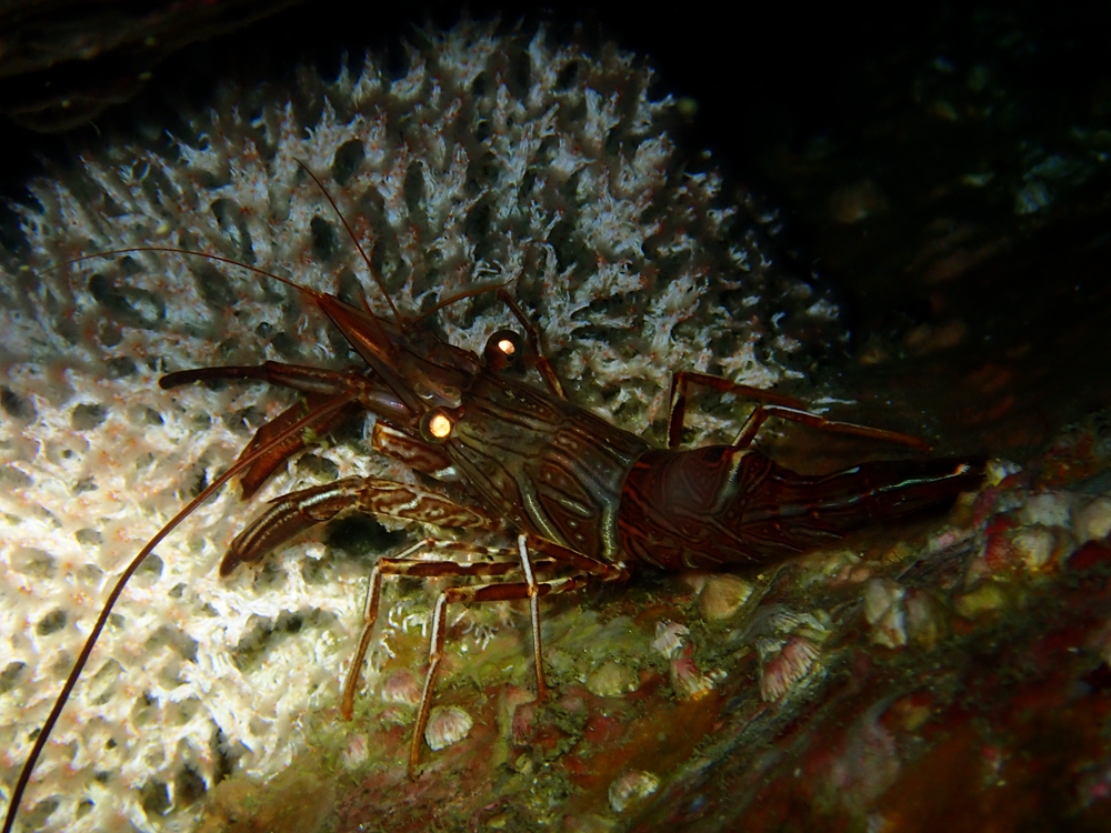 骆驼虾、糖果虾_骆驼虾_海富瑜