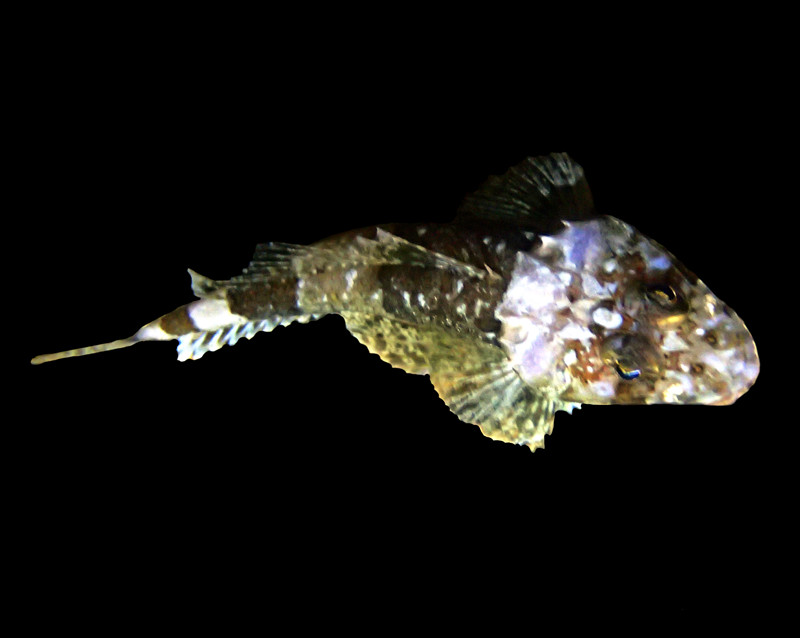 花牛尾鱼、牛秋、Thysanophrys celebica _花牛尾_海富瑜