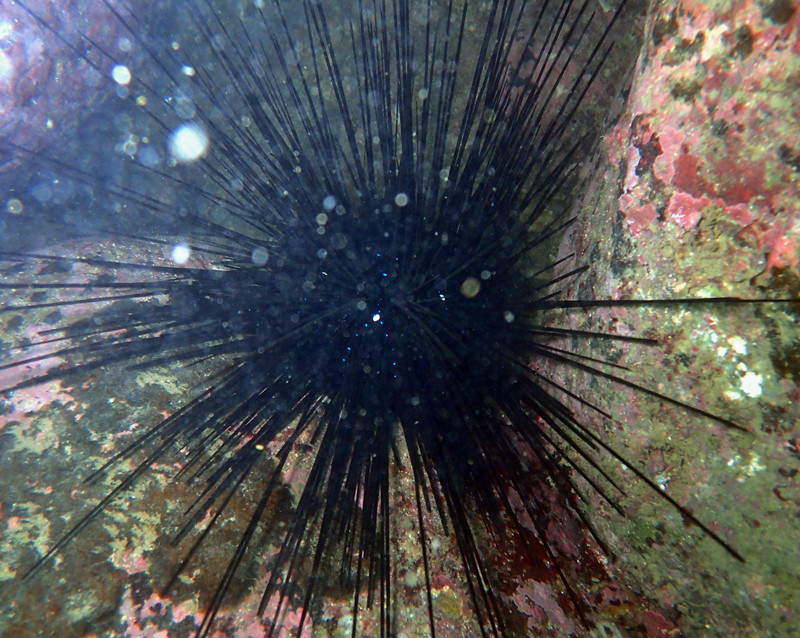 海洋生物_海星海胆海参_魔鬼海胆、长刺海胆_、Diadema setosum_海富瑜