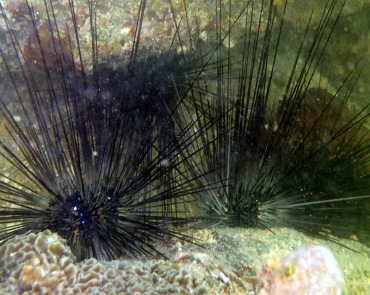 海洋生物_海星海胆海参_魔鬼海胆、长刺海胆_、Diadema setosum_海富瑜