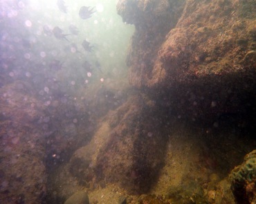 深圳吉澳湾潜水-水质_170924一潜_海富瑜