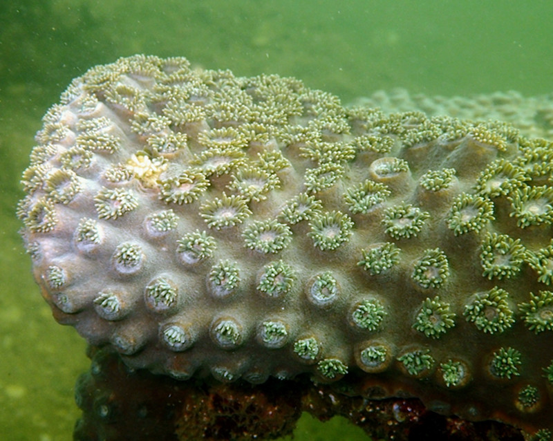 盾形陀螺珊瑚、石块珊瑚、Turbinaria peltata_2.盾牌珊瑚_海富瑜