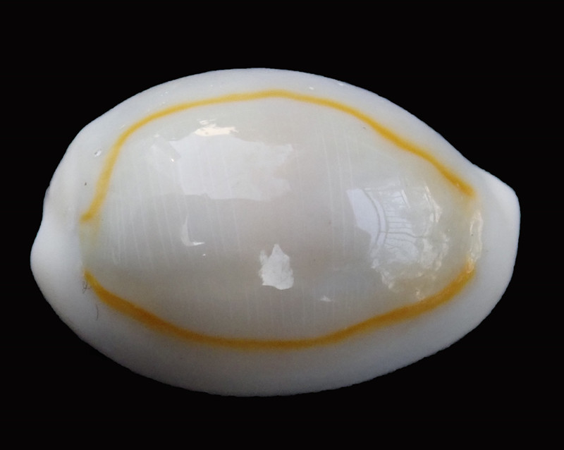 金环宝螺、环纹货贝、Monetaria annulus_海富瑜