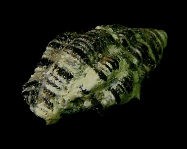 塔岩螺_塔岩螺_海富瑜