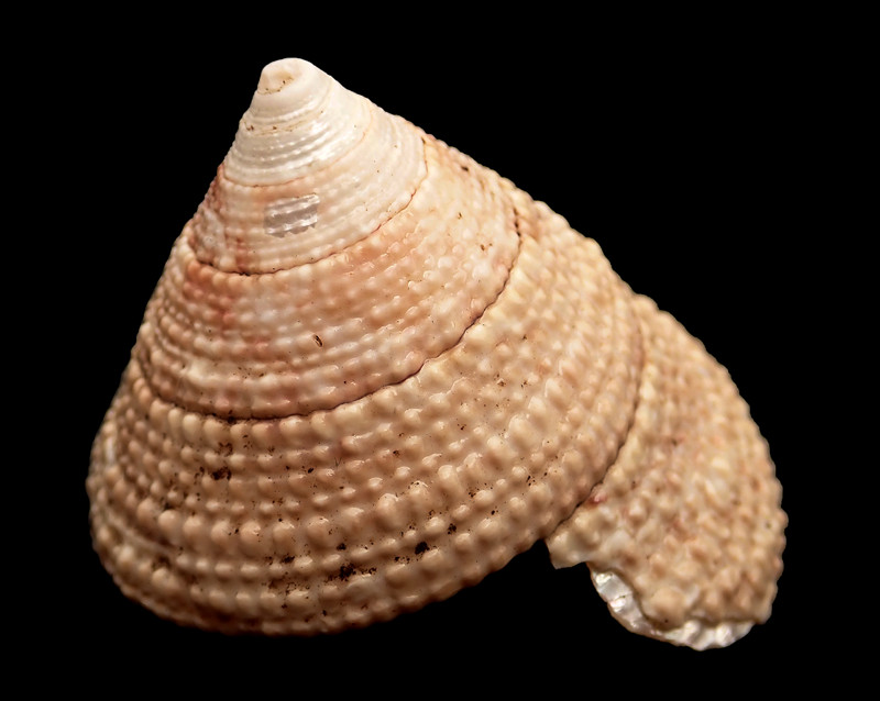 灰沙钟螺、Clanculus persicus_灰沙钟螺_海富瑜