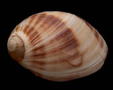 乳花玉螺、Mammilla fibrosa_海富瑜