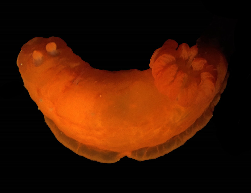 黄金虫海兔、无饰裸海牛、杀手氏、Gymnodoris Inornata_杀手黄金_海富瑜