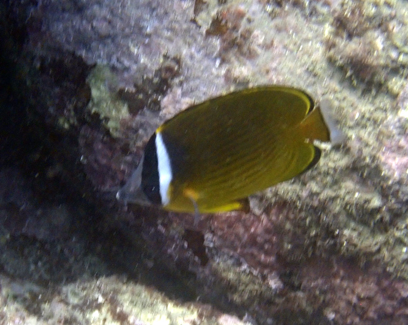 东方蝶、黑头蝶 、Chaetodon auripes_东方蝶_海富瑜