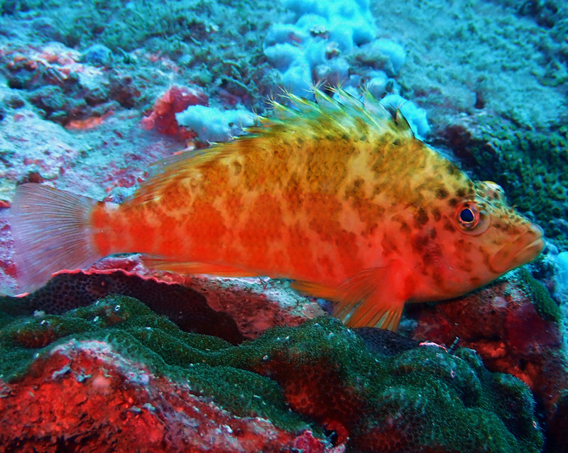 金斑鹰、斑金䱵、Cirrhitichthys aprinus