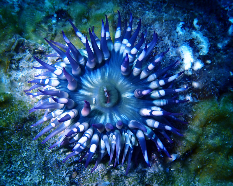 鬼眼海葵、球洞海葵_樱花海葵_海富瑜
