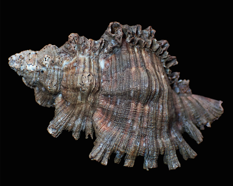 黑千手螺、焦棘螺、Chicoreus torrefactus_焦棘千手螺_海富瑜