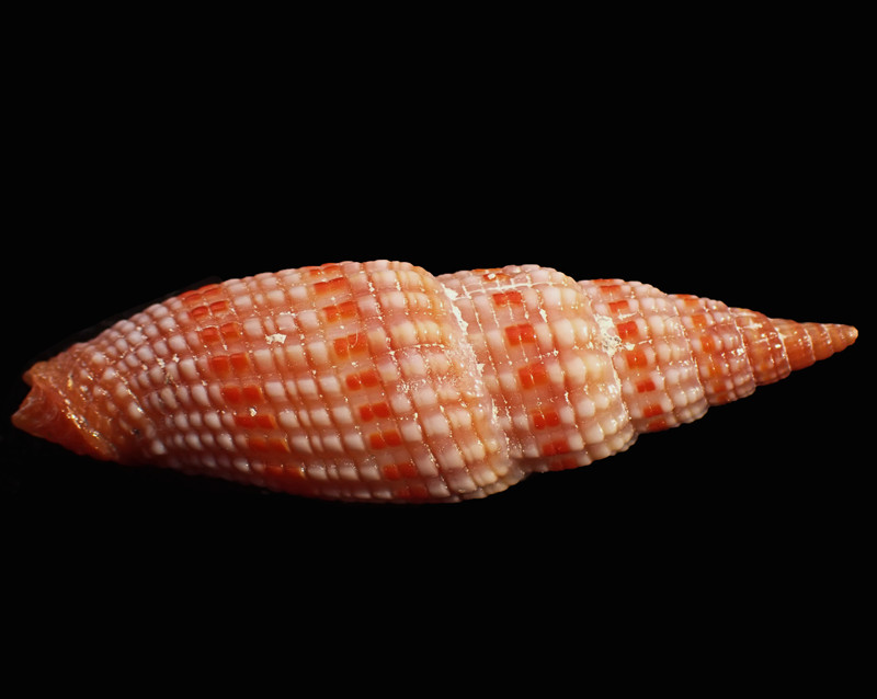 吸血笔螺、Vexillum sanguisugum_吸血笔螺_海富瑜