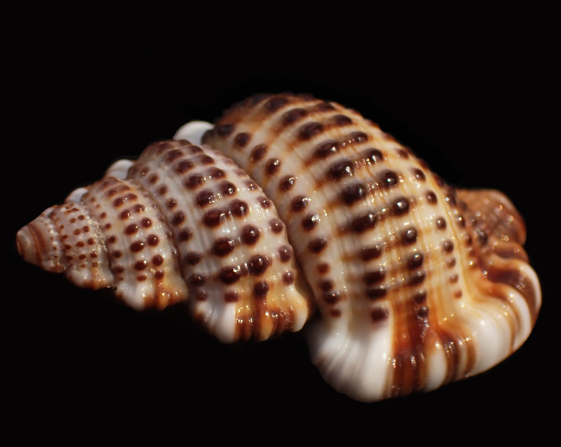 美珠翼法螺_Gyrineum natator_美珠翼法螺_海富瑜