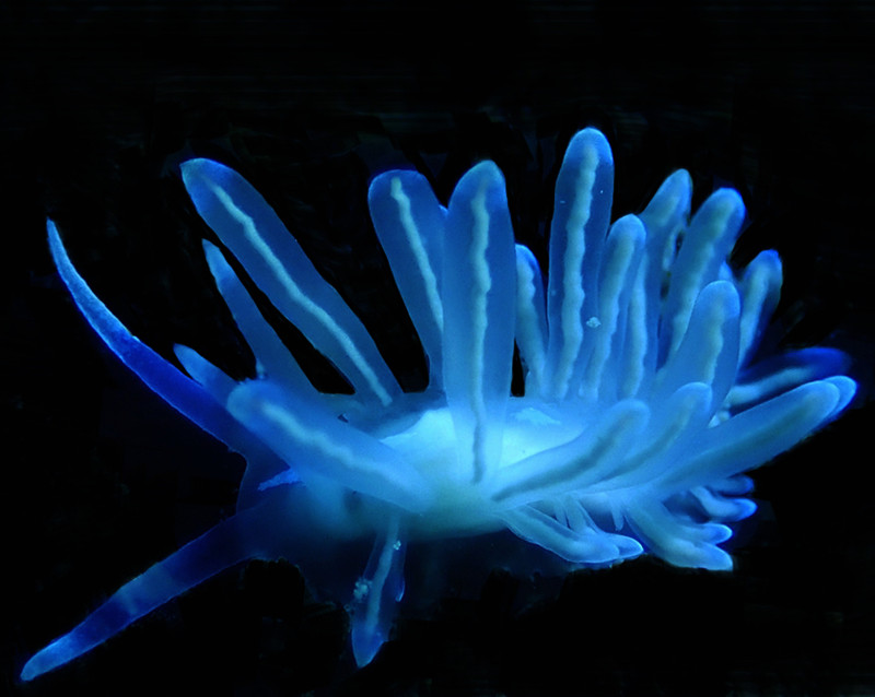 白幽灵海兔、万山白幽灵、Cuthona sp.60_海富瑜
