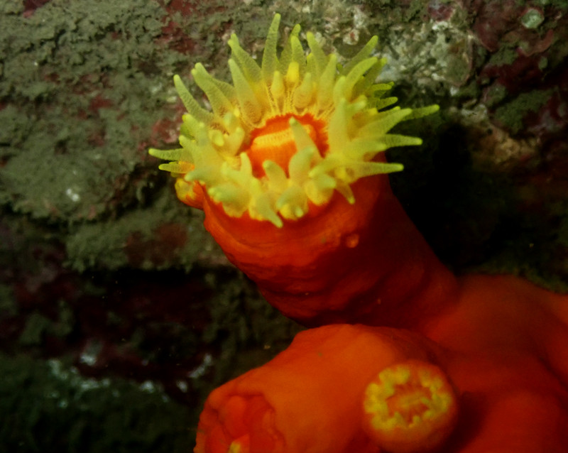 黄须红太阳花_珊瑚_海生物_海富瑜