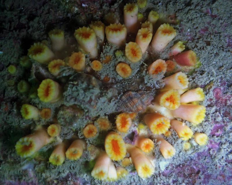 粉白小牙珊瑚_珊瑚_海生物_海富瑜