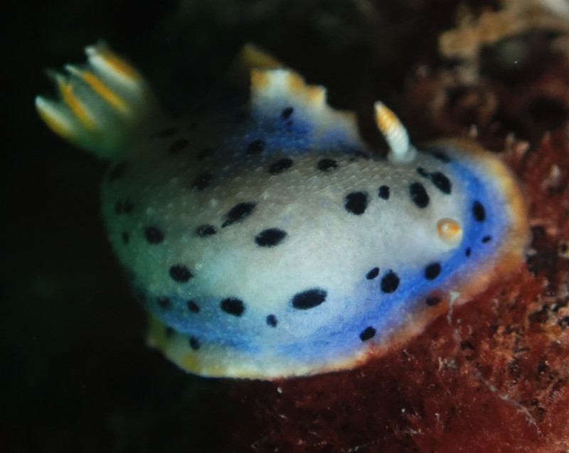 蓝猫海兔、小蓝精灵海兔、Hypselodoris placida _花蓝猫_海富瑜