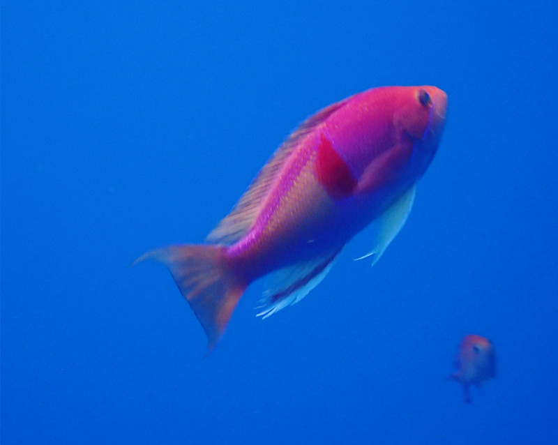 红斑海金鱼、红带花脂、Pseudanthias rubrizonatus_海富瑜