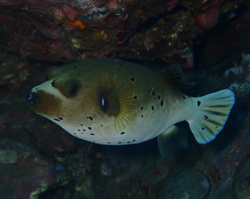 黑斑叉鼻鲀、乌嘴狗、Arothron nigropunctatus_海富瑜