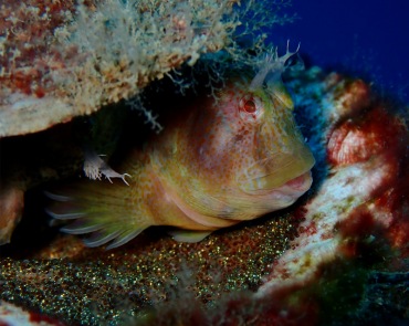 红斑豹鳚_快乐爸爸_每日一照2021_海富瑜