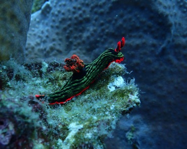 仇东平水摄作品5_每日一照2021_早起的虫子_海富瑜