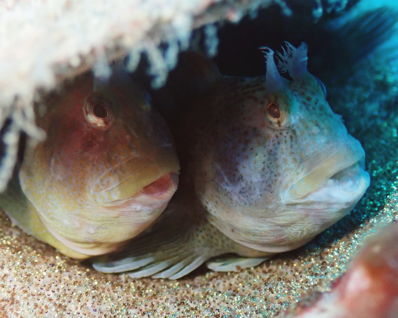 仇东平水摄作品7-模范夫妻_每日一照2021_海富瑜