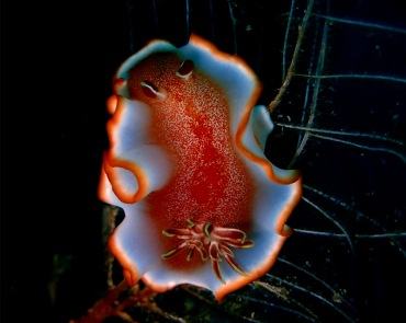 仇东平水摄作品6-红衣舞女_每日一照2021_海富瑜