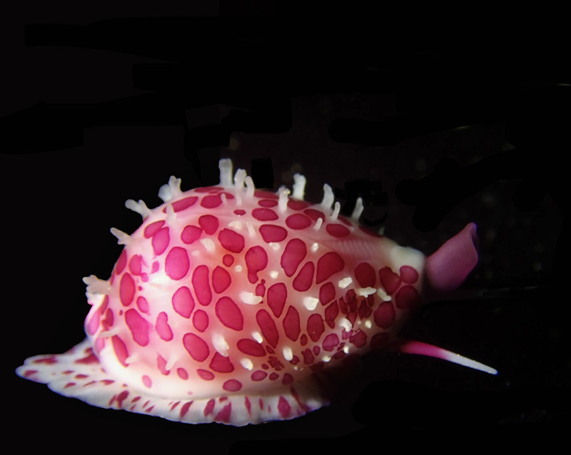 仇东平水摄作品8-九个太阳_每日一照2021_海富瑜