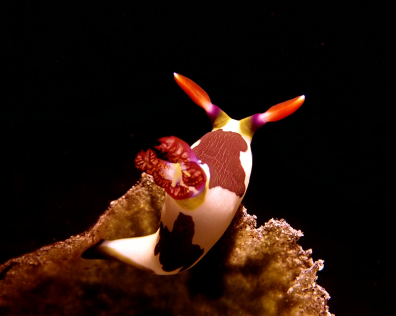 仇东平水摄作品10-望夫归_每日一照2021_海富瑜