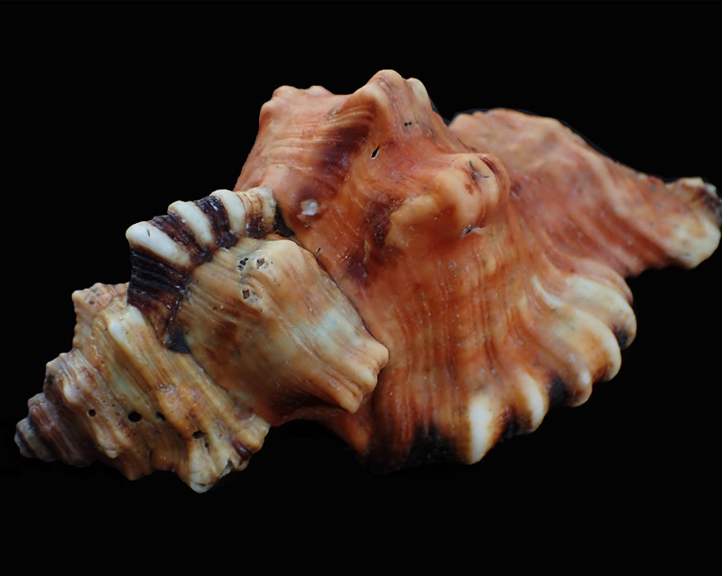 象鼻法螺、Cymatium lotorium_海生物_螺类_法螺_海富瑜