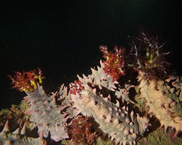 仇东平水摄作品12-一起看浩瀚星空_每日一照2021_海富瑜