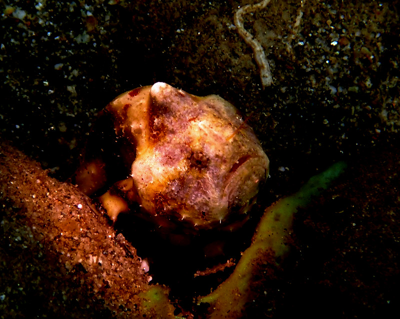 仇东平水摄作品13-独角小鬼也恐惧_每日一照2021_海富瑜