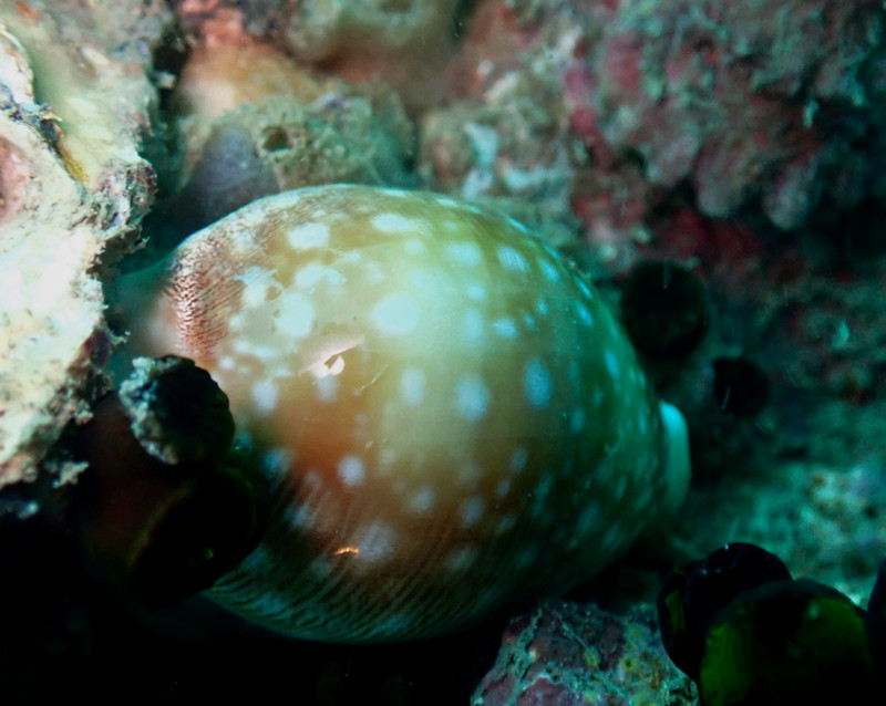 白星宝螺、Cypraea vitellus_白星宝螺_海富瑜