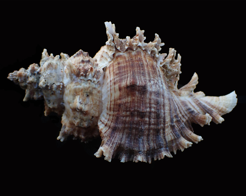 亚洲千手螺、八角螺、Chicoreus asianus_亚洲千手螺_海富瑜