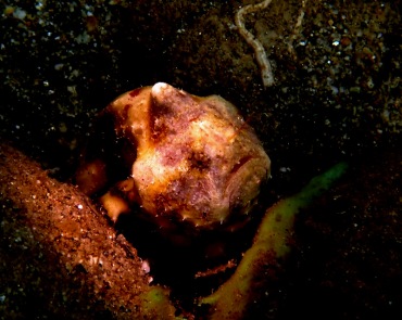 仇东平水摄作品13-独角小鬼也恐惧_每日一照2021_海富瑜